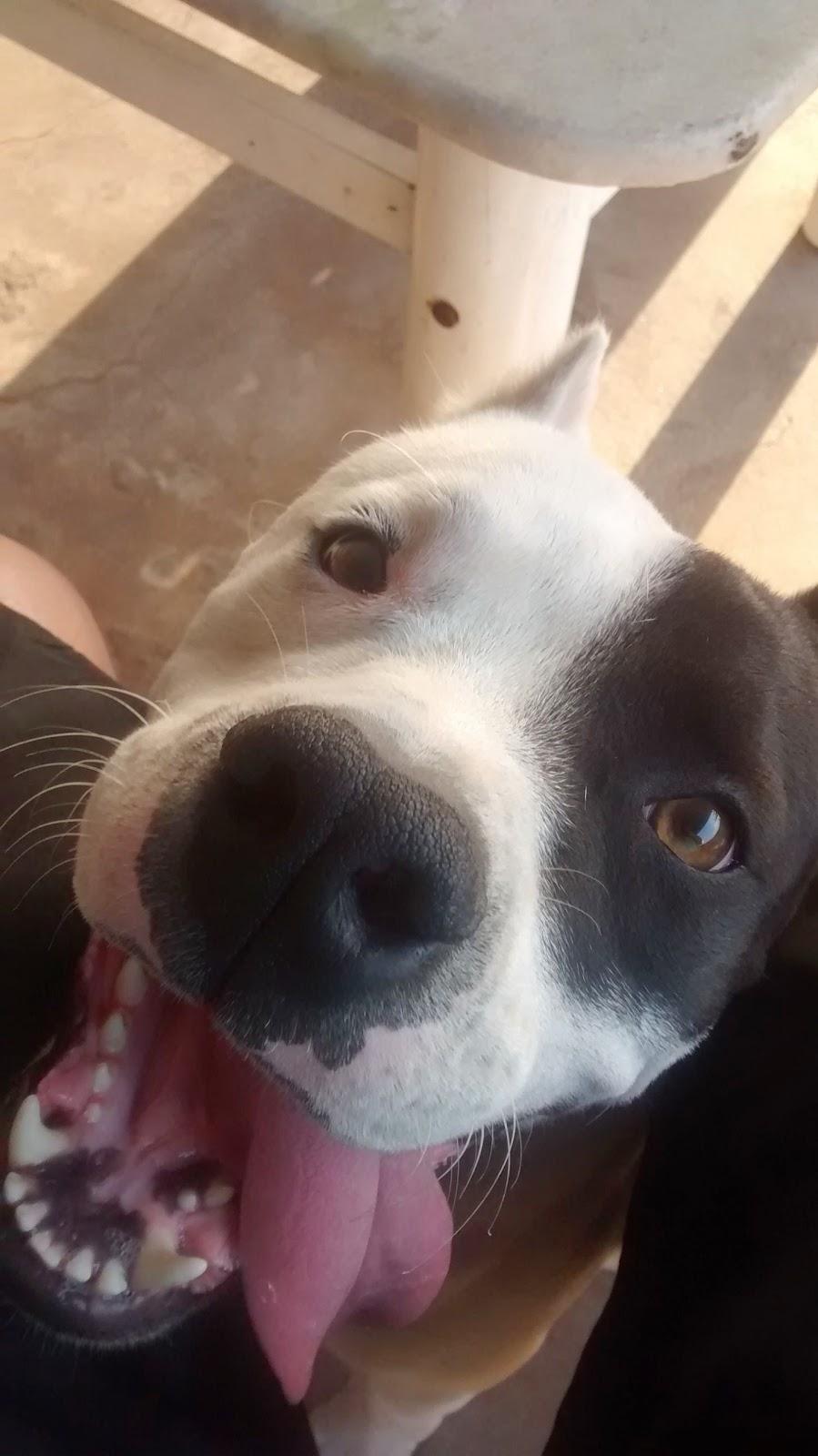 Wash Dog - Lavamos Seu Bichinho em Formiga MG