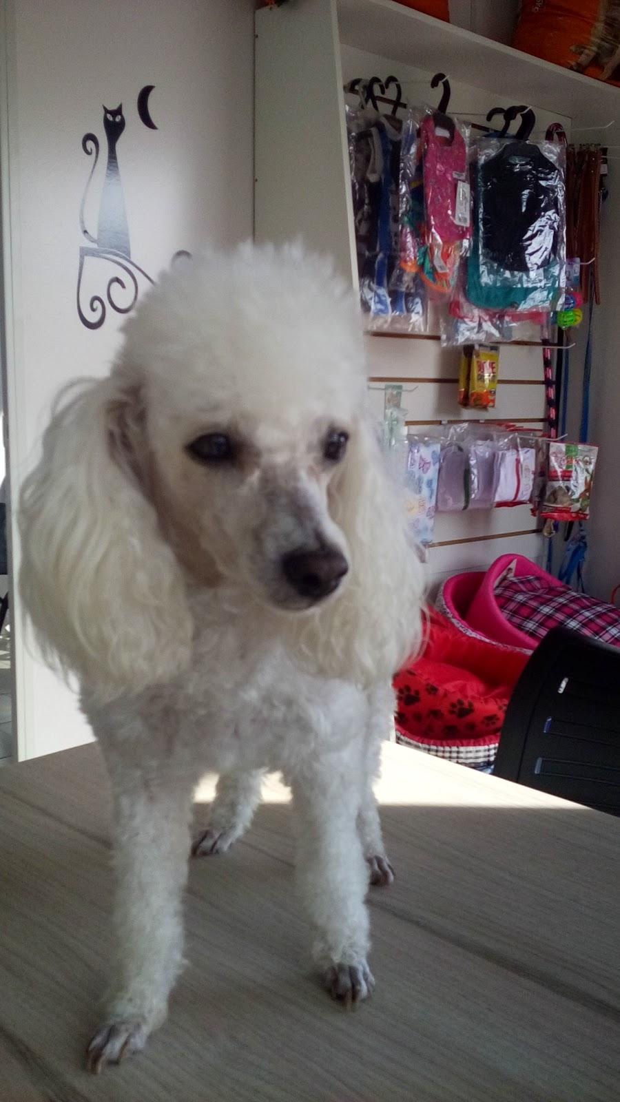 Patinhas De Mel - Pet Shop em Palmeira