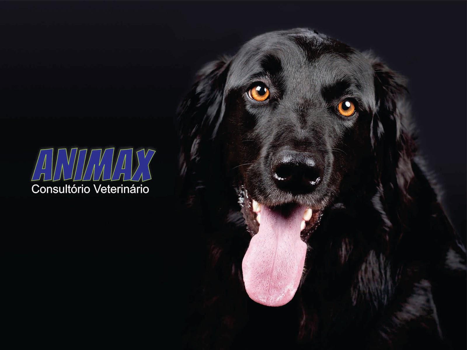 Consultório Veterinário Animax