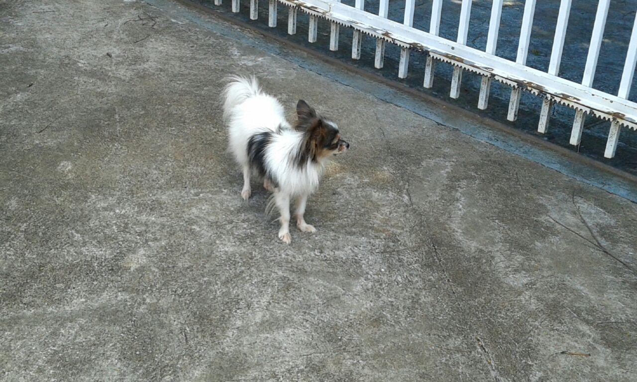 Clinica Veterinária Mundo Animal