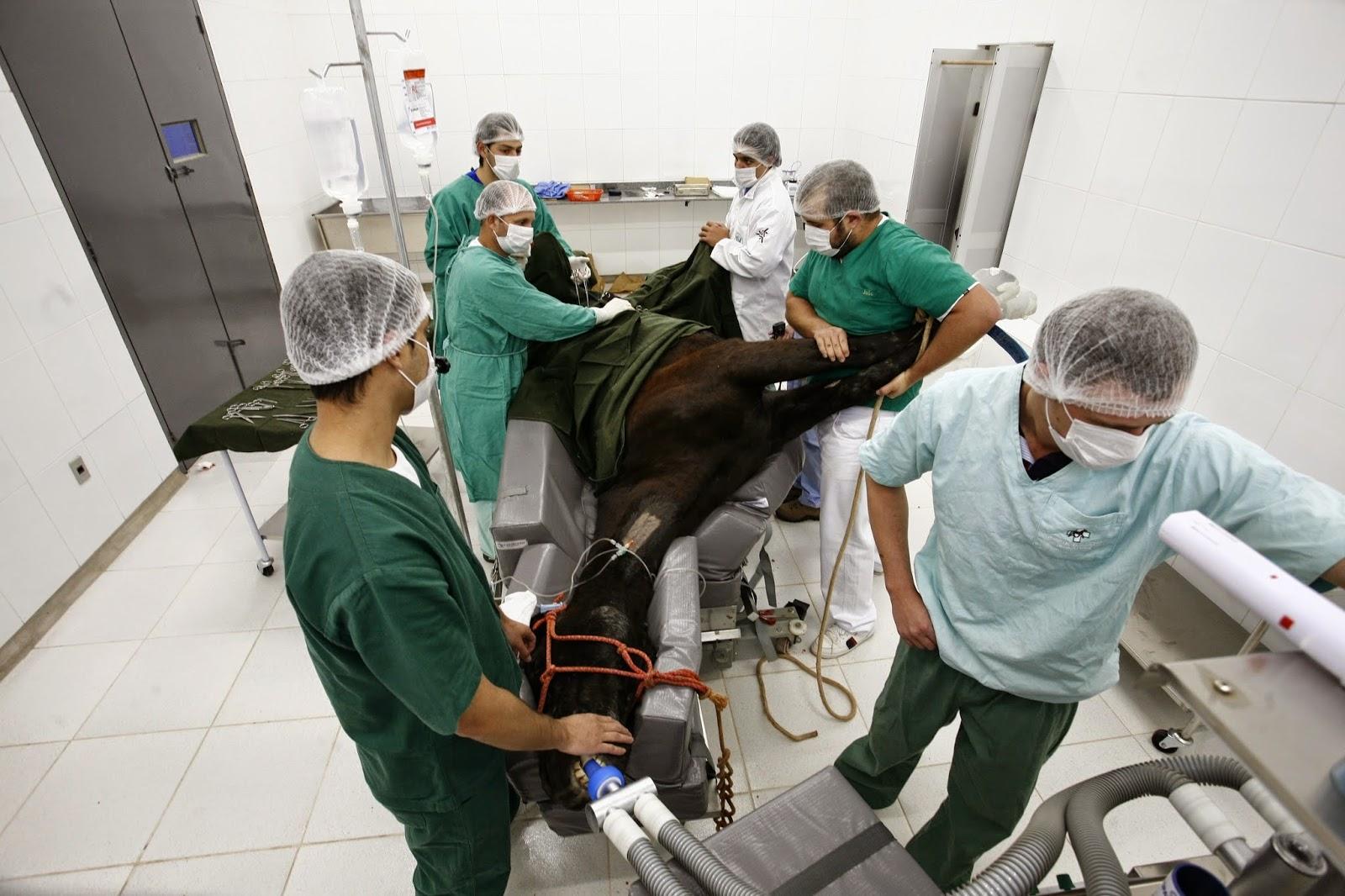 Hospital Veterinário UEM