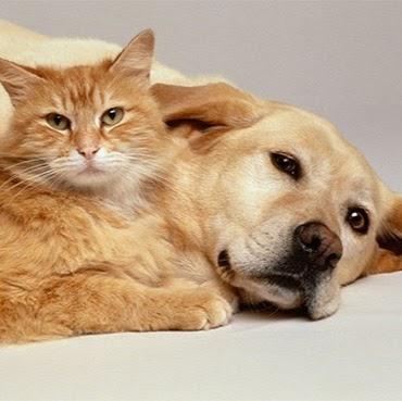 Clinicão Centro Médico Veterinário