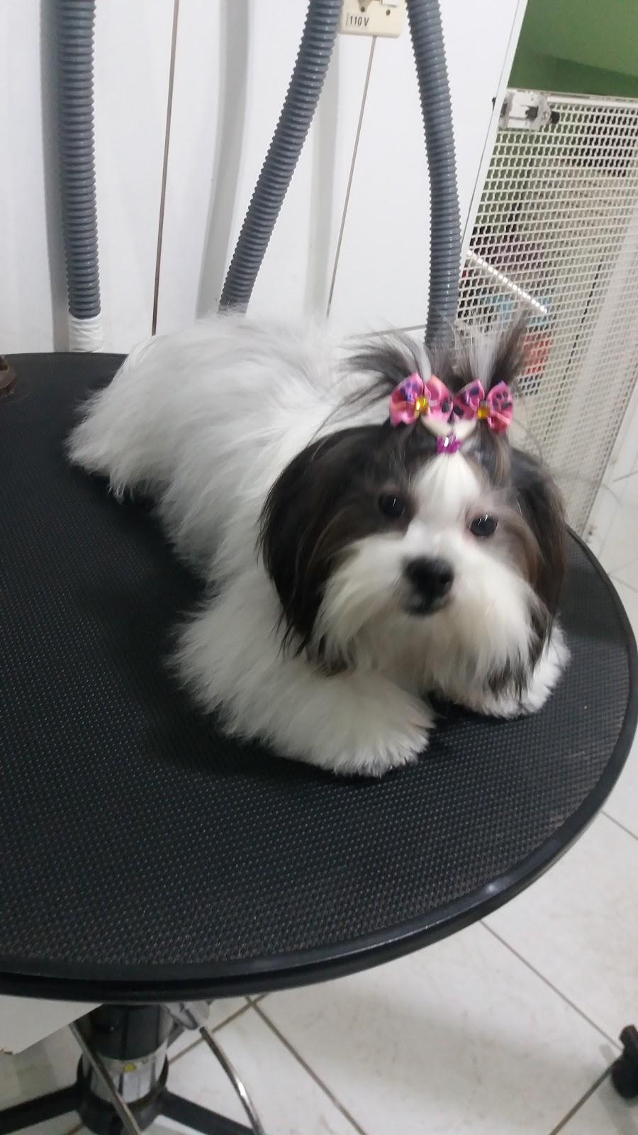 Tigrinho Pet Care - Foto 4