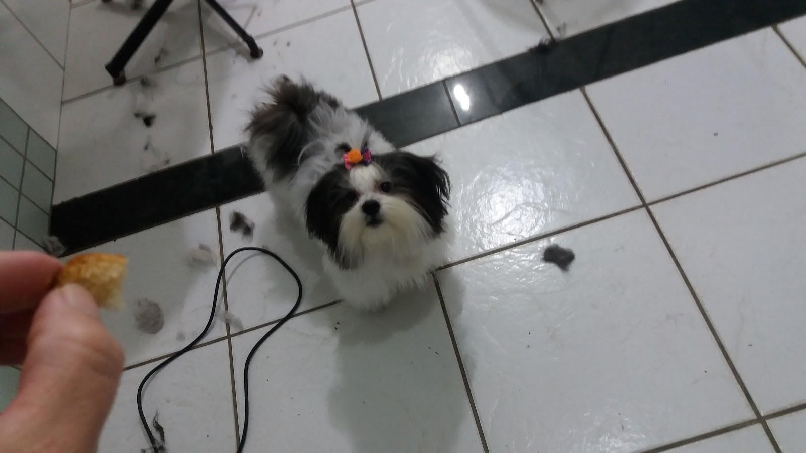 Tigrinho Pet Care - Foto 3