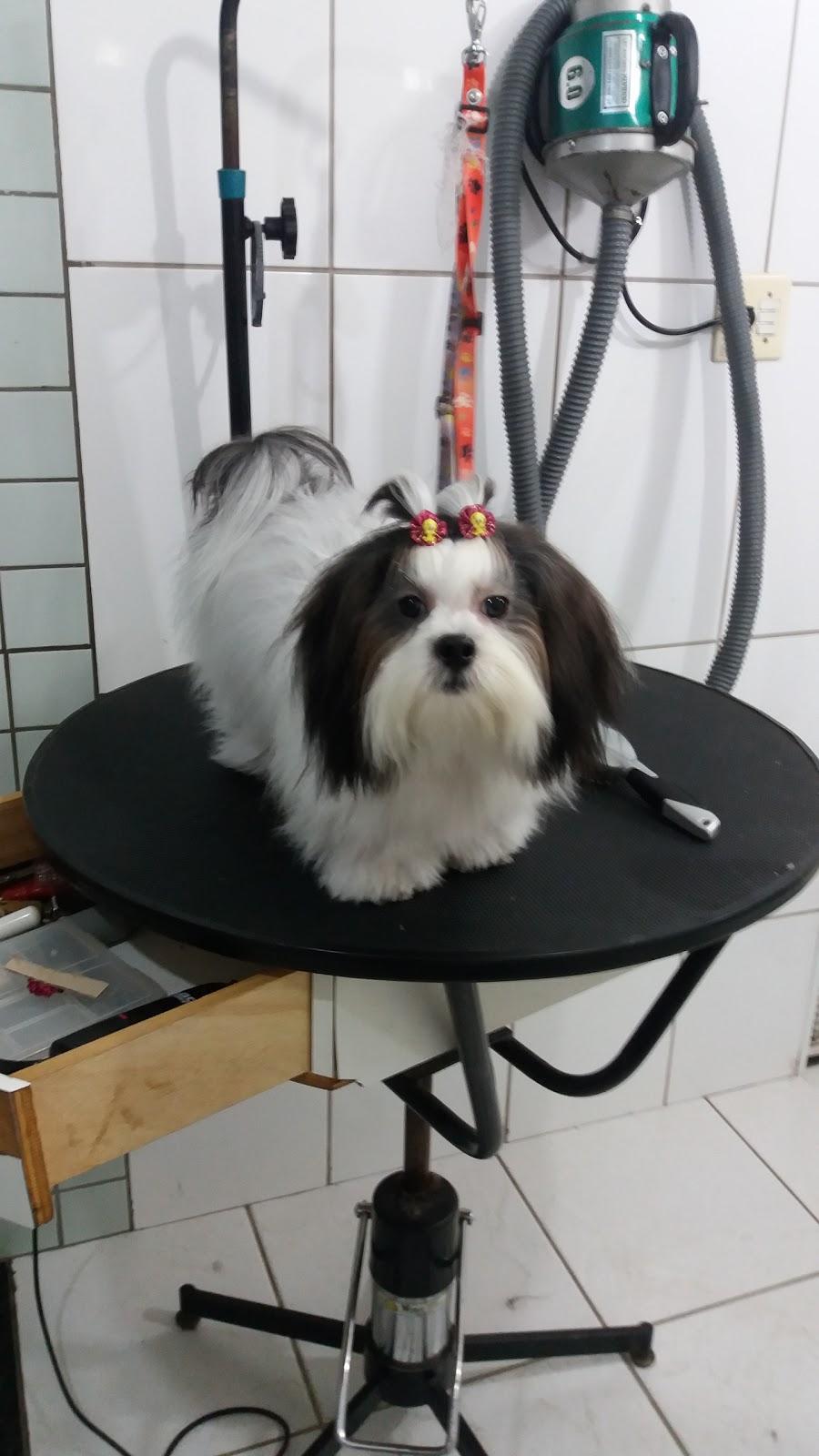Tigrinho Pet Care - Foto 2