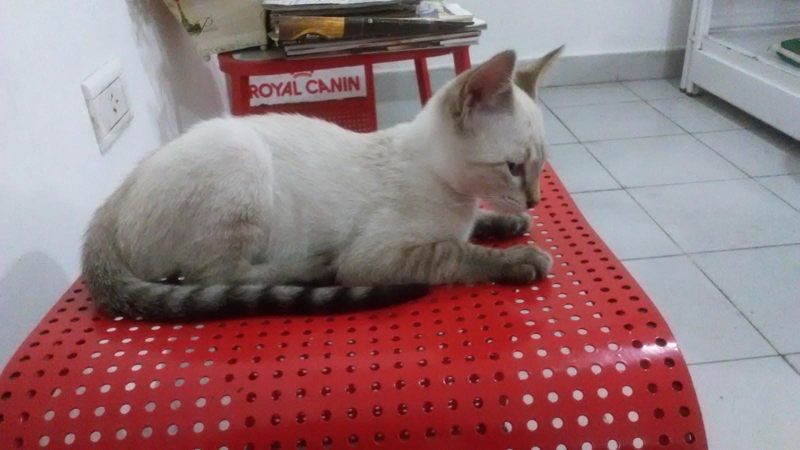 Veterinaria Dr. Laura Miranda