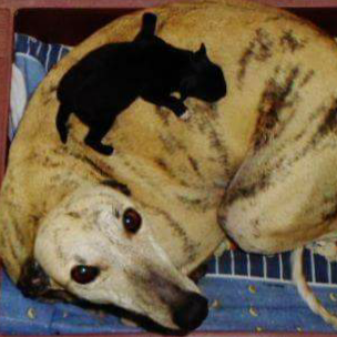 Consultório Veterinário Carlos Chaplin Jr.