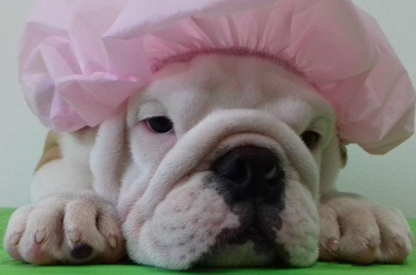 Espaço Pet - Higiene & Estética Animal