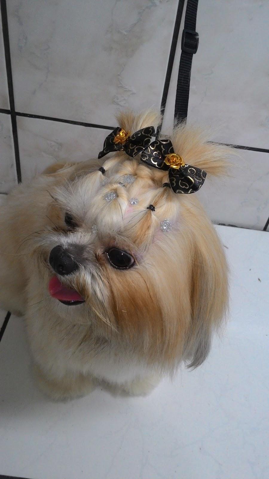 Pet Com Carinho - Foto 5