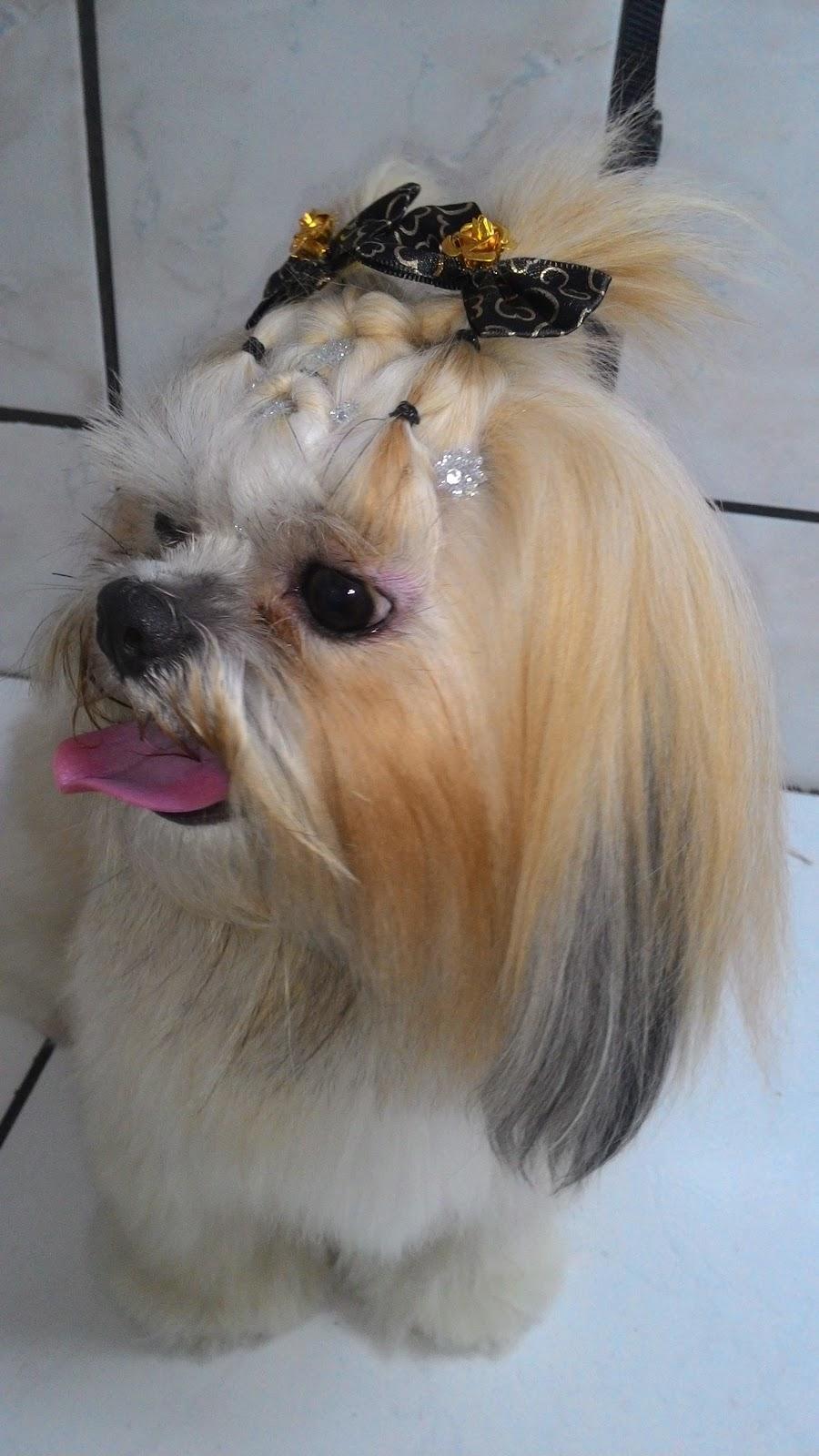 Pet Com Carinho - Foto 3