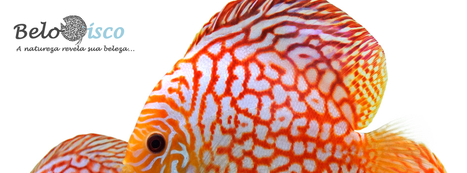 BeloDisco - Acara Disco