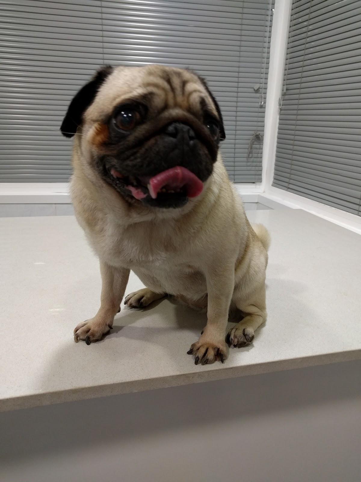 Clínica veterinària Taquari