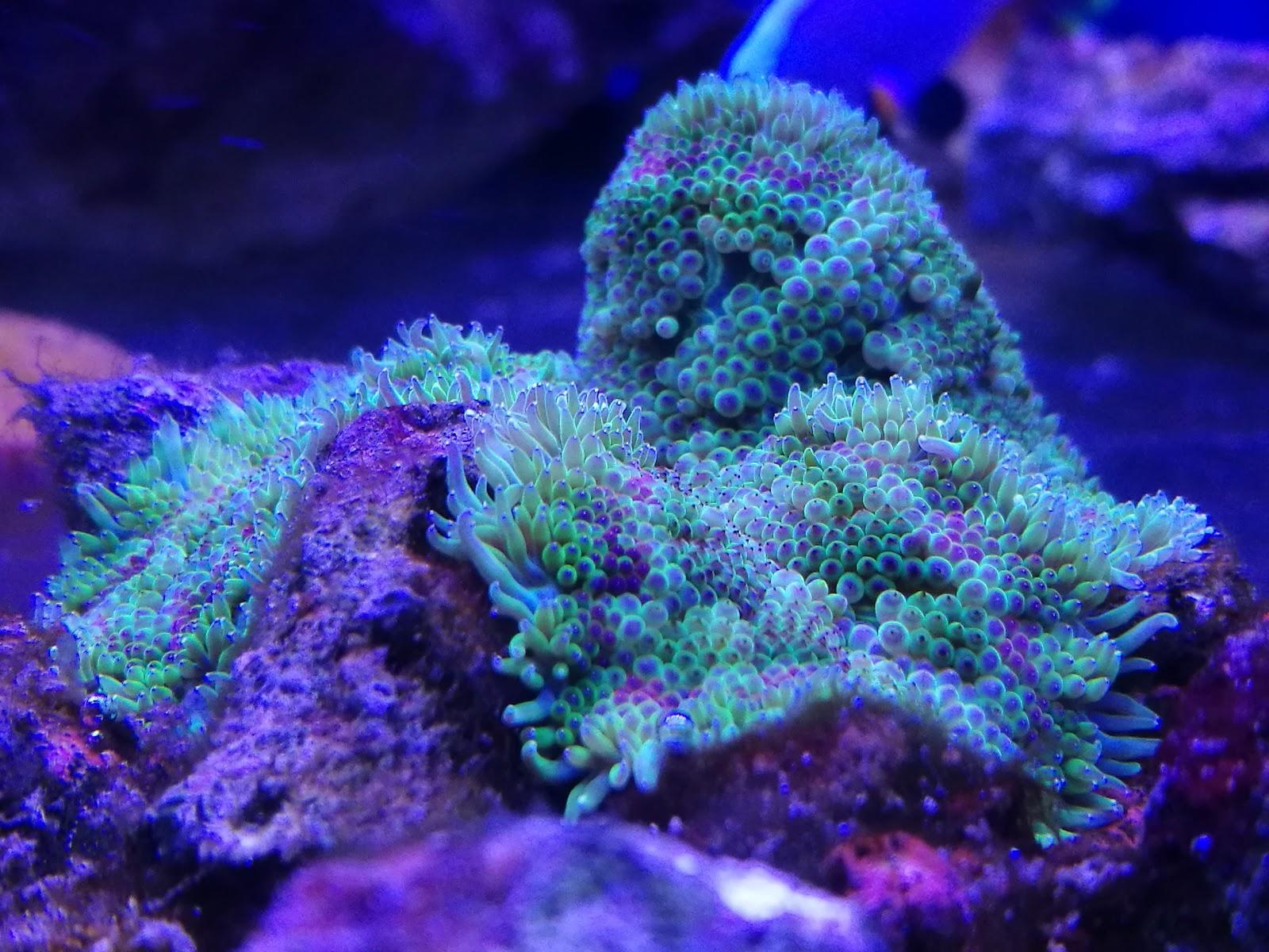 Dauer Acuarios - Foto 4