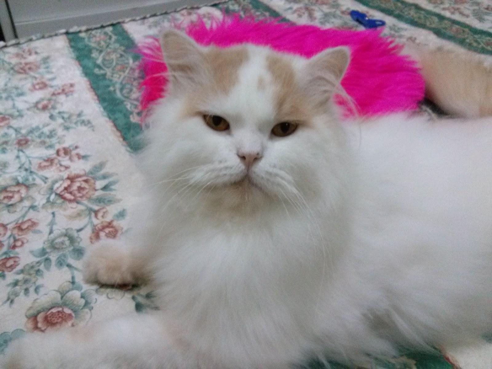 Clínica Veterinària Les Franqueses