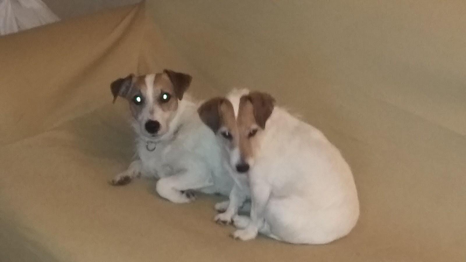 Clínica Veterinària Sant Gervasi