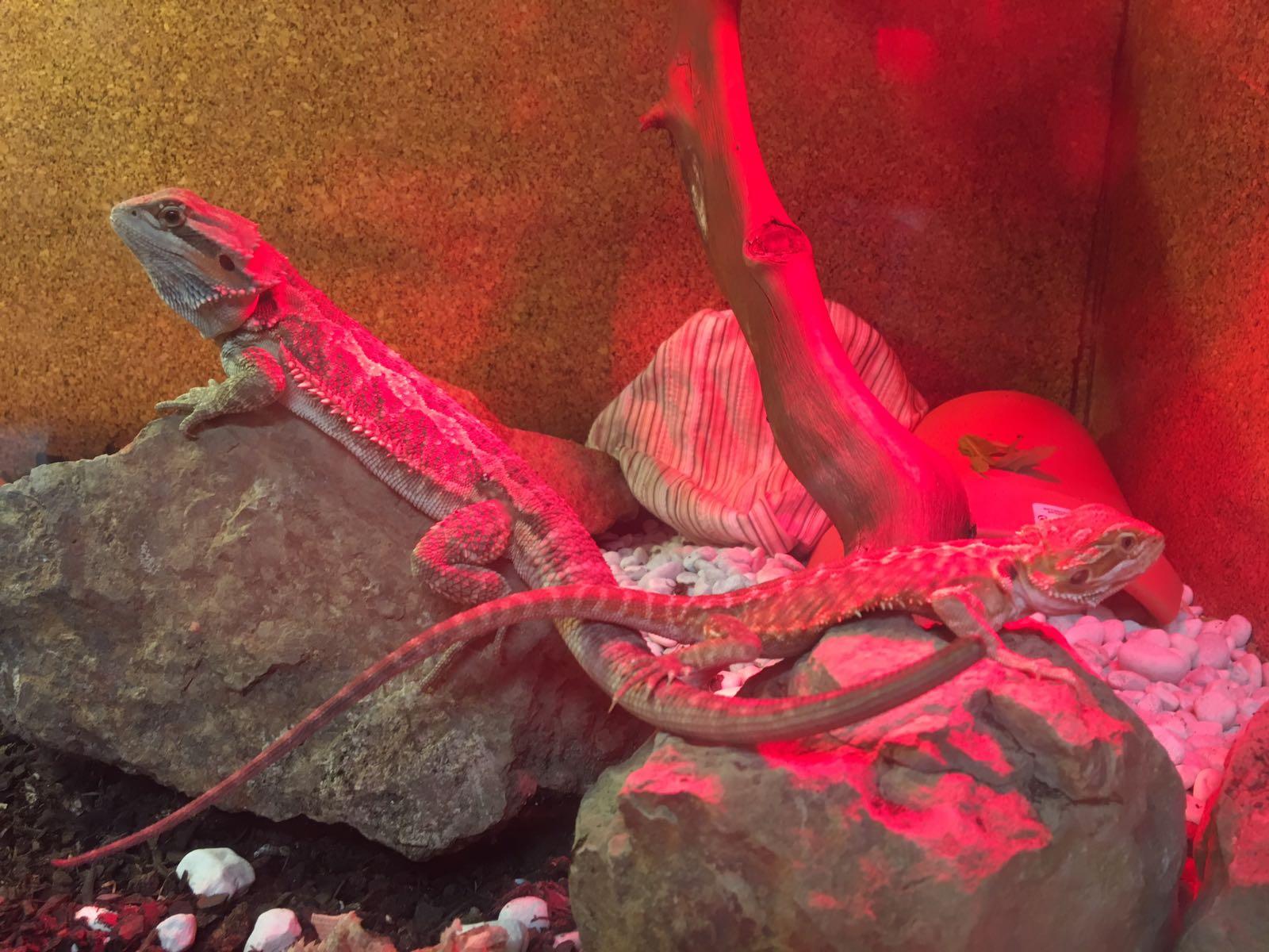 ReptilMania - Foto 3