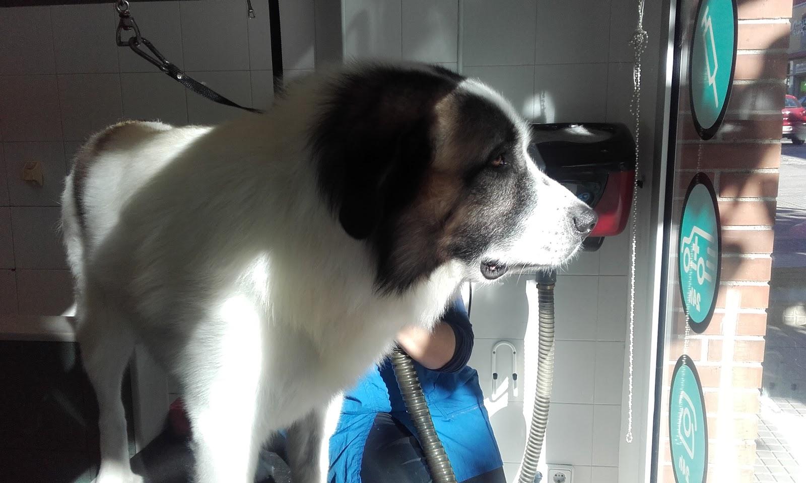 Clínica Veterinaria Manescal