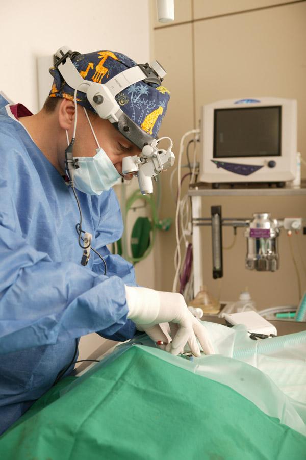 Animalia Badalona Clinica Veterinaria