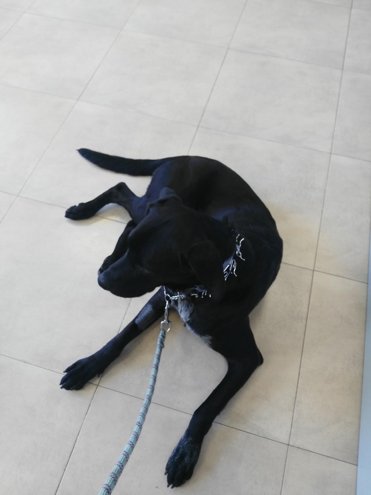 San & Vet Clinica Veterinaria - Foto 2