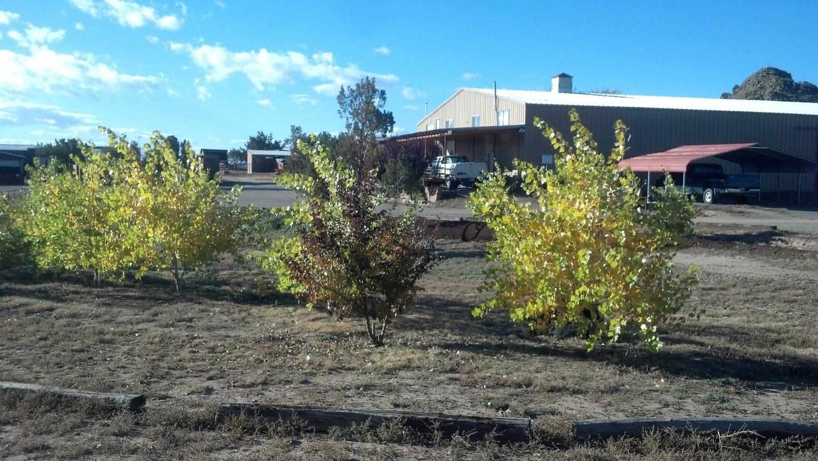 Thal Equine LLC - Foto 4