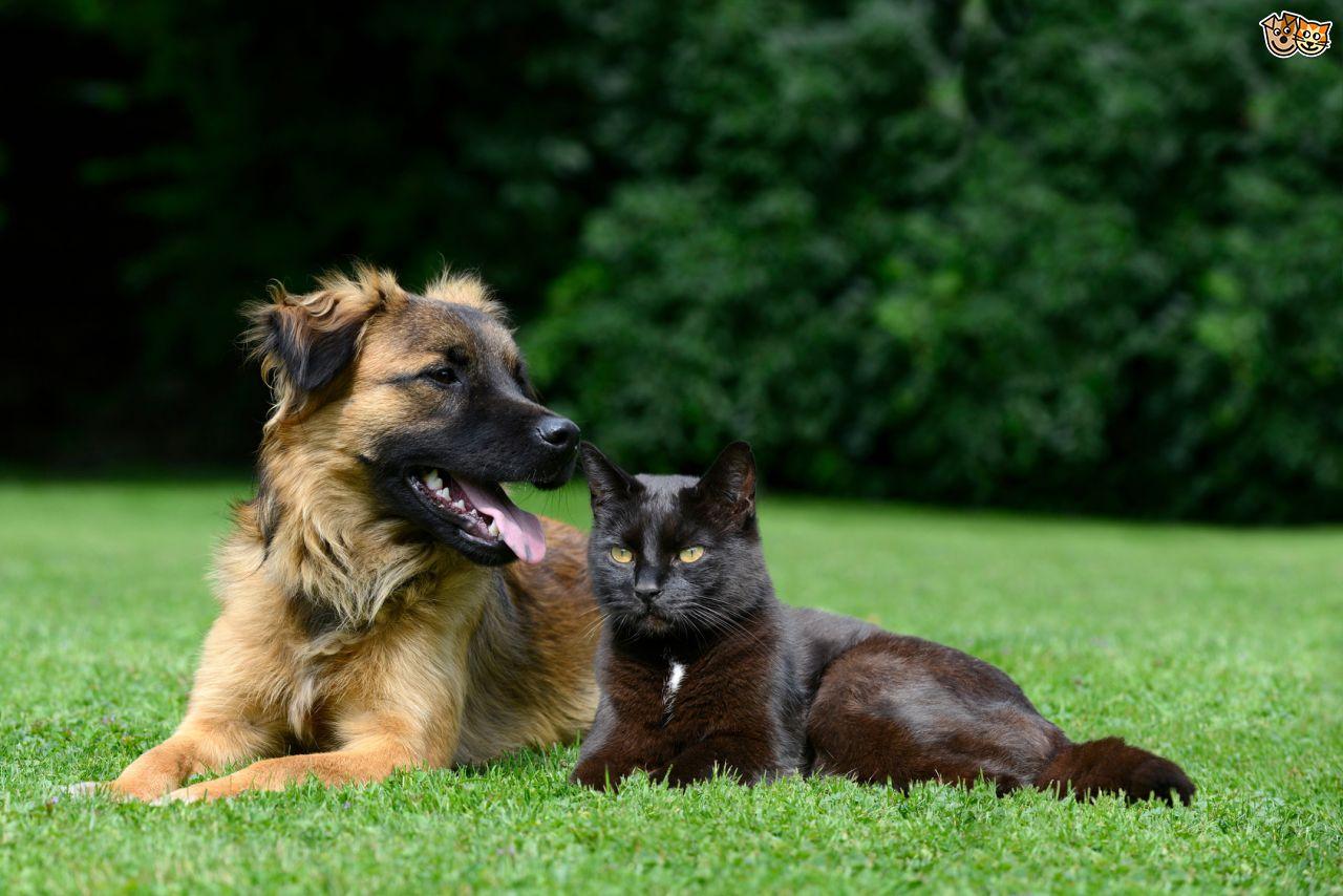 Médica Veterinária Bruna Nedel Hermes