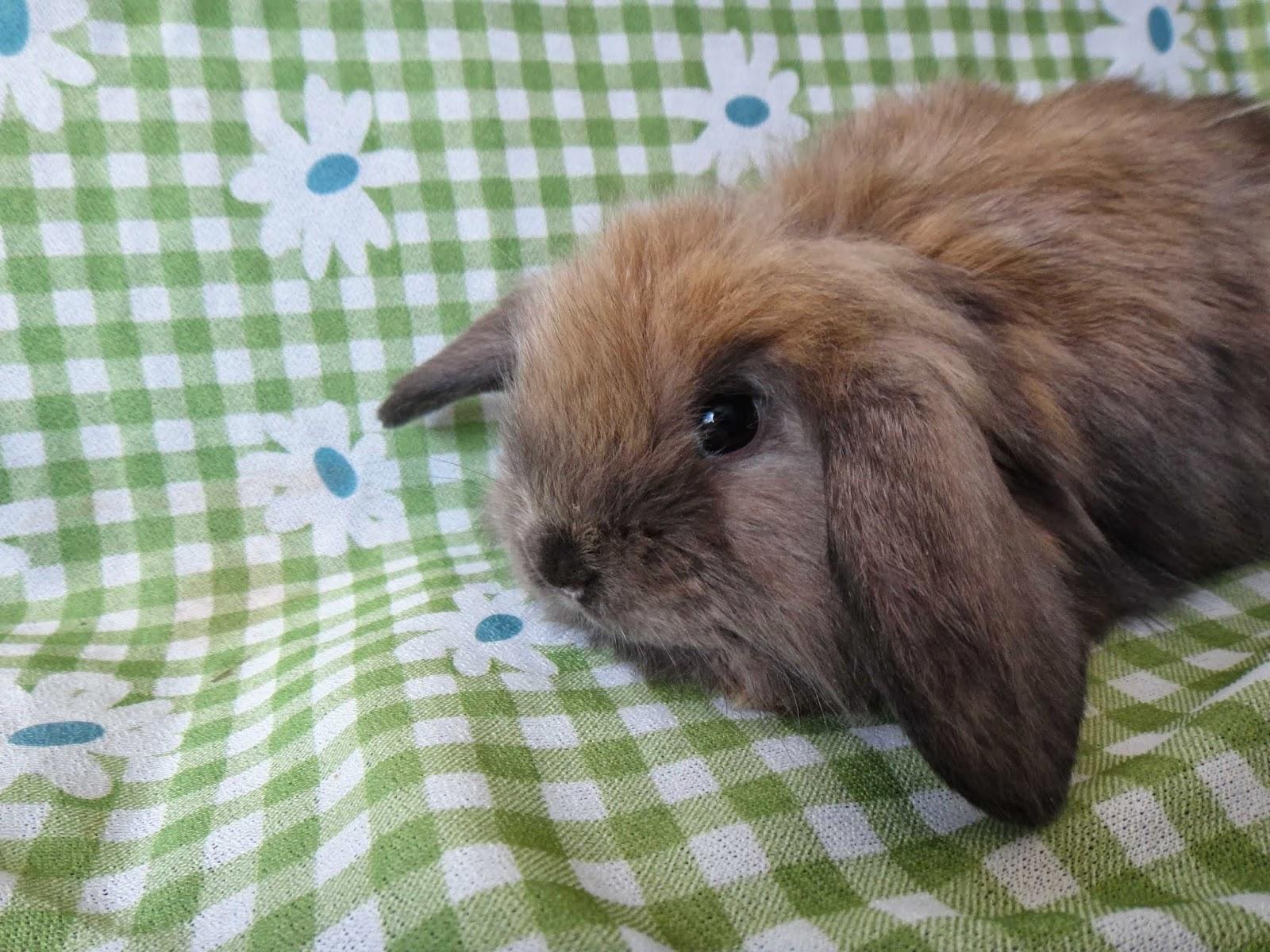 CRIAÇÃO MINI COELHOS DA SERRA - Pet Shop em Mogi das Cruzes