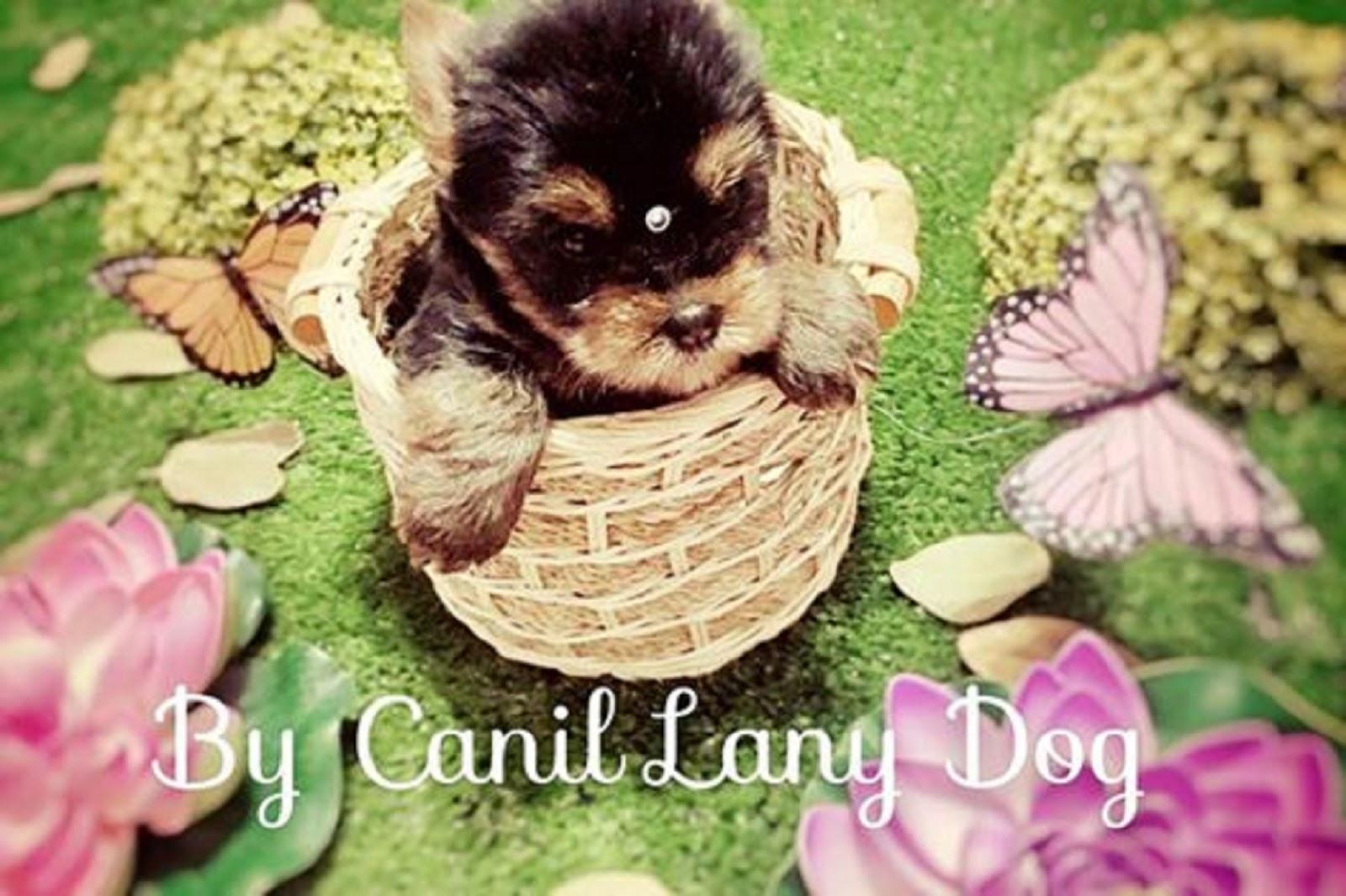 CANIL LANY DOG STAR- ATENDEMOS TODO O BRASIL