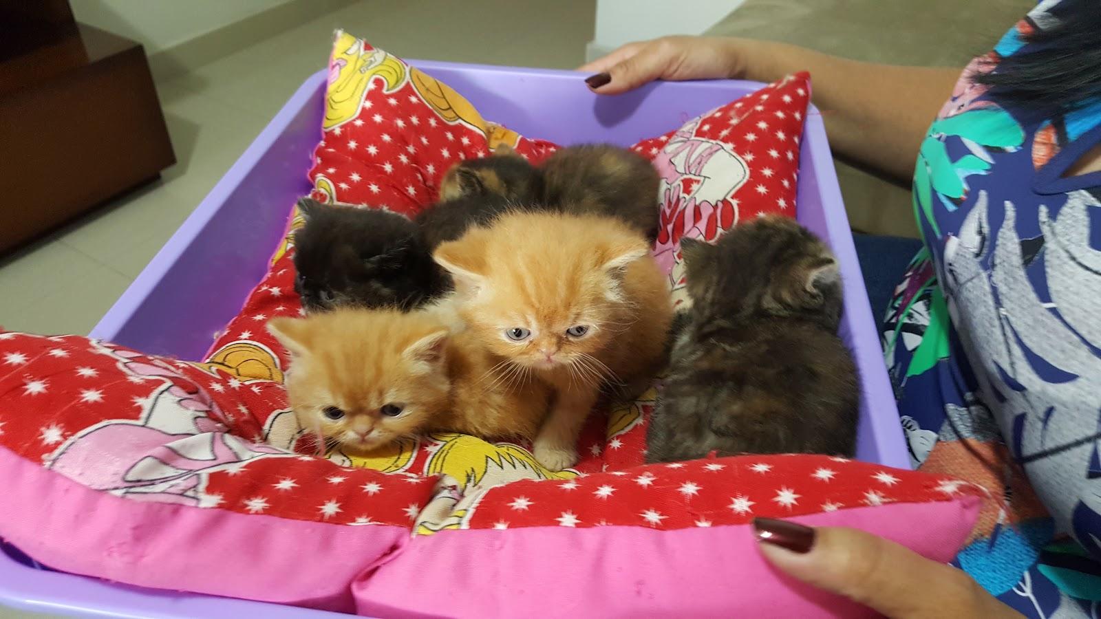 Gatil King Of The Cats ( Gatos De Raça ) Persas, Exóticos e Himalaios - Pet Shop em Santo André