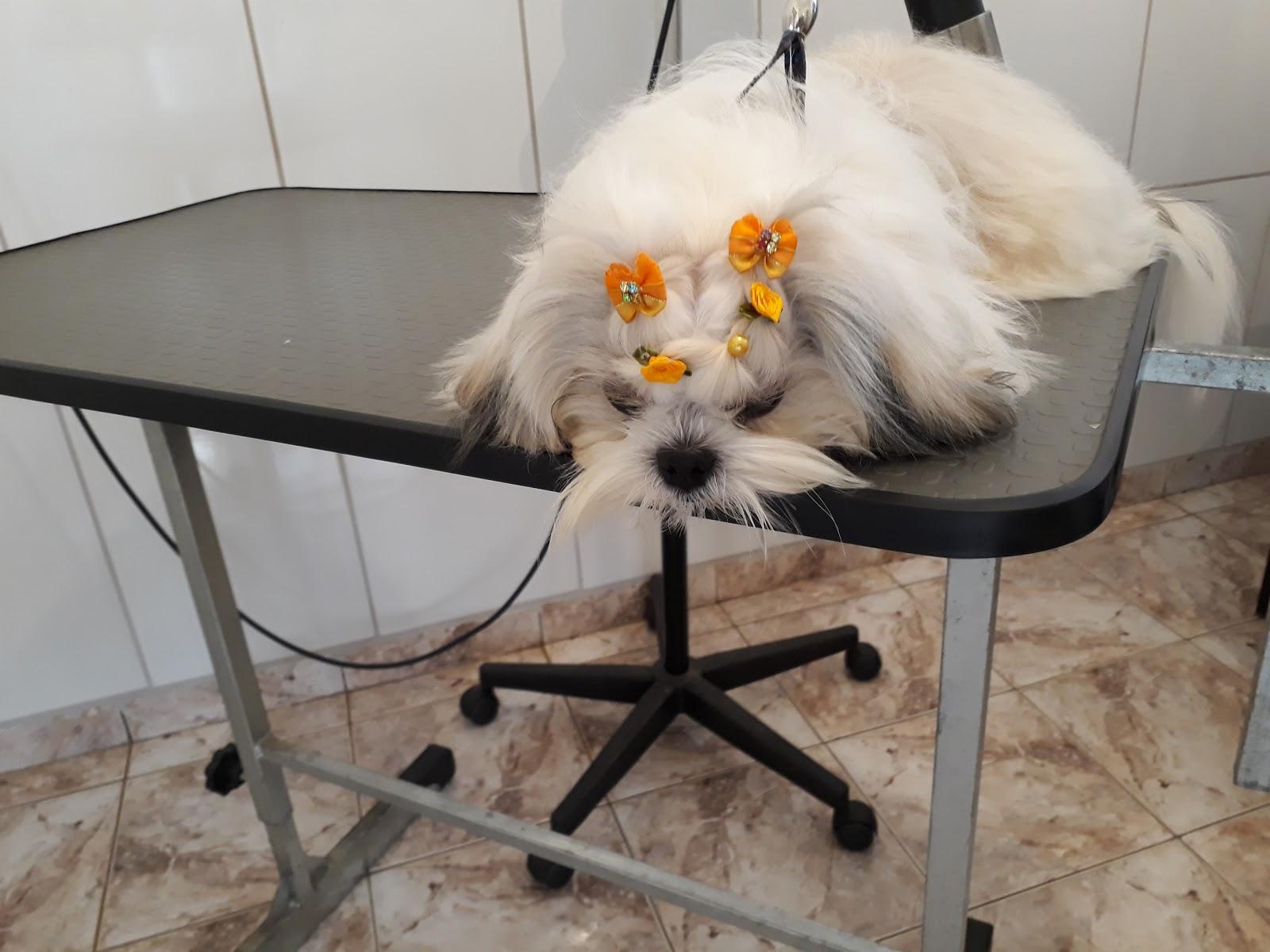 MG Rações - Foto 4