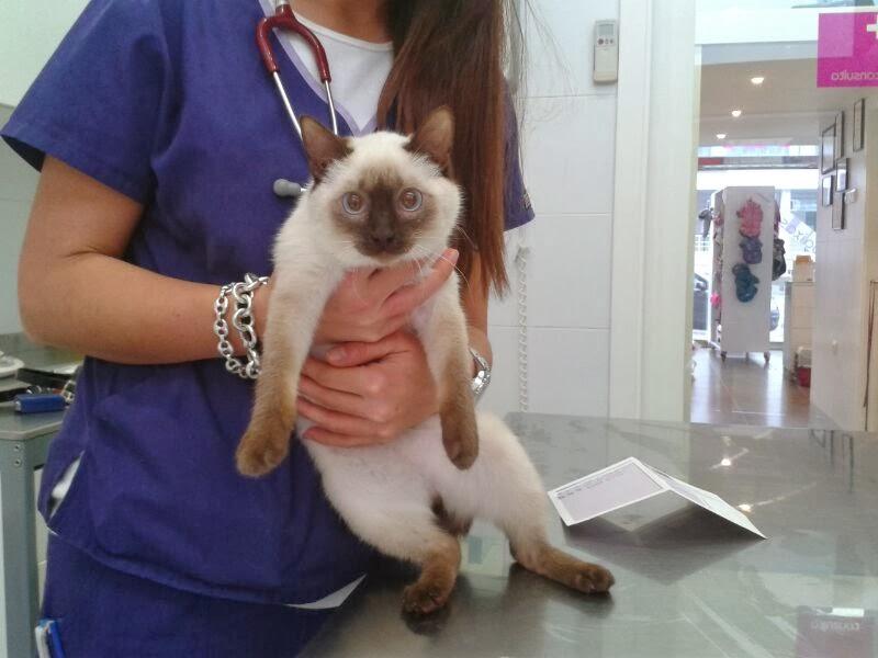 CAN CAT - Foto 5