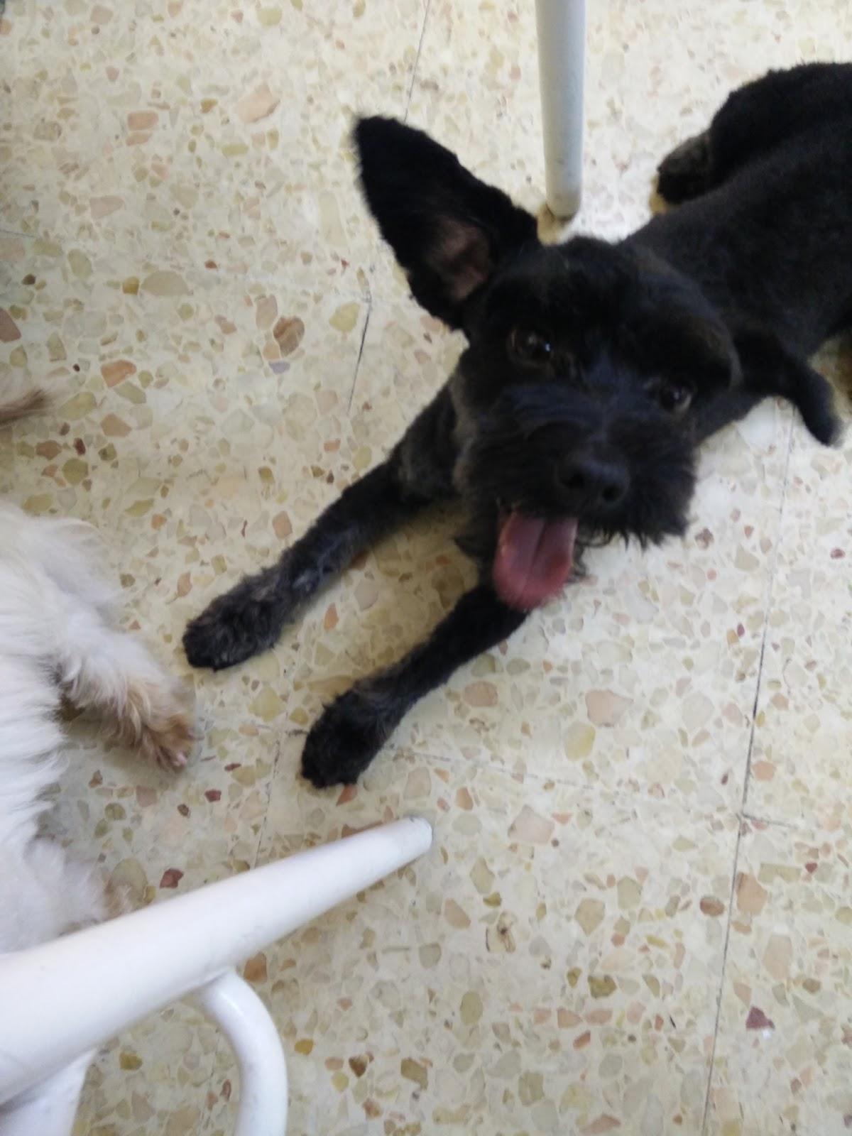 Clínica Veterinaria la Camelia - Pet Shop em Santiago de Compostela