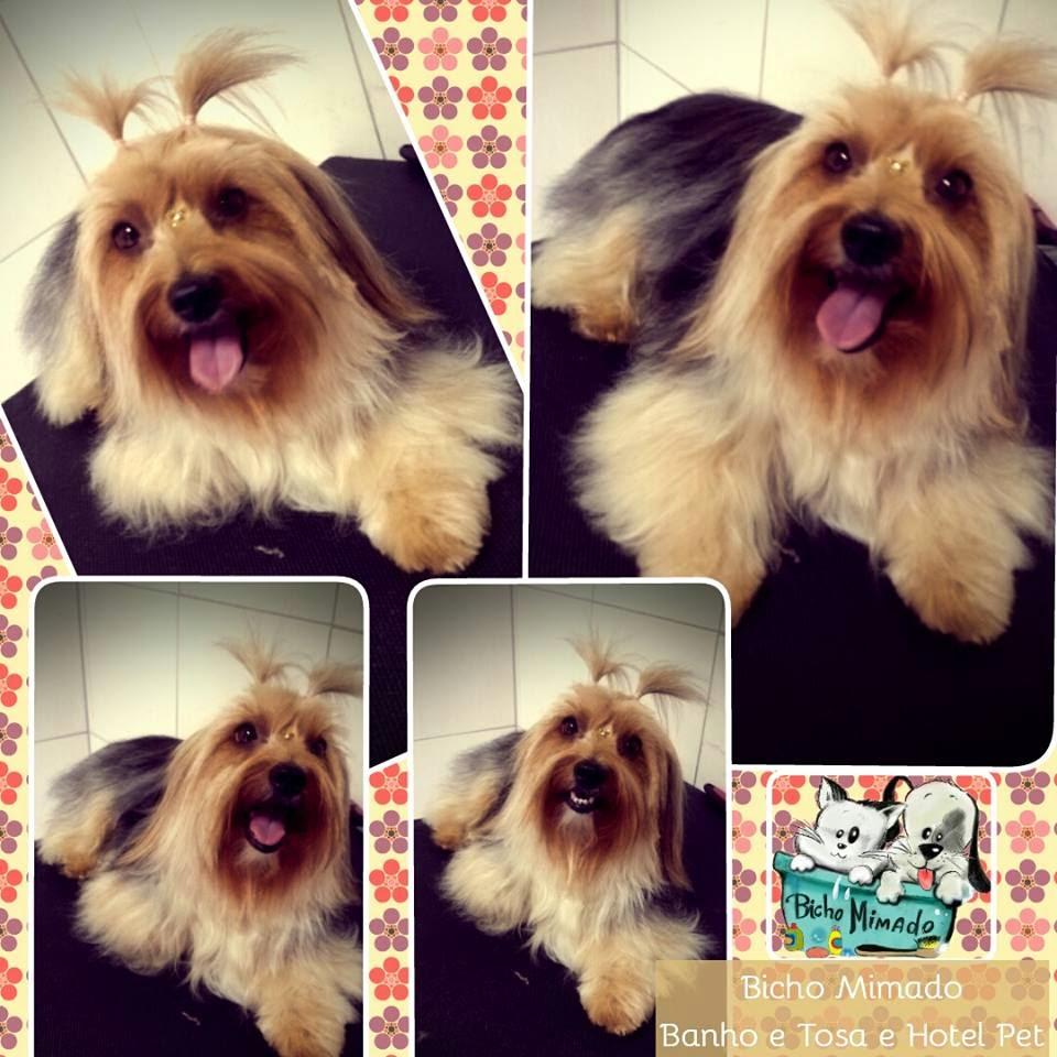 Bicho Mimado Banho e Tosa e Hotel Pet
