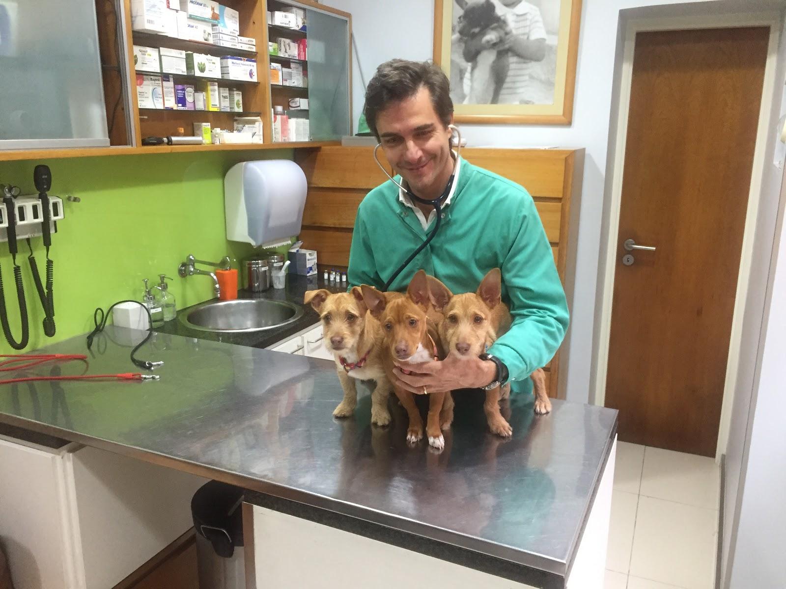 Hospital Veterinário da Póvoa - Foto 4