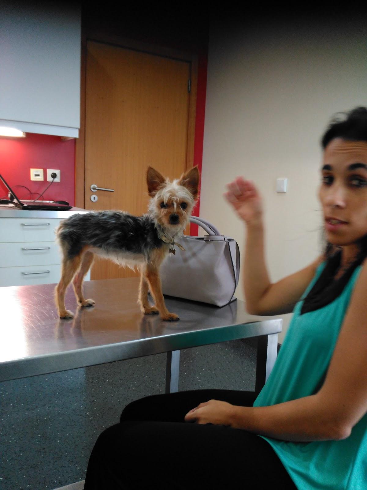 Veterinary Hospital of Maia - Foto 3