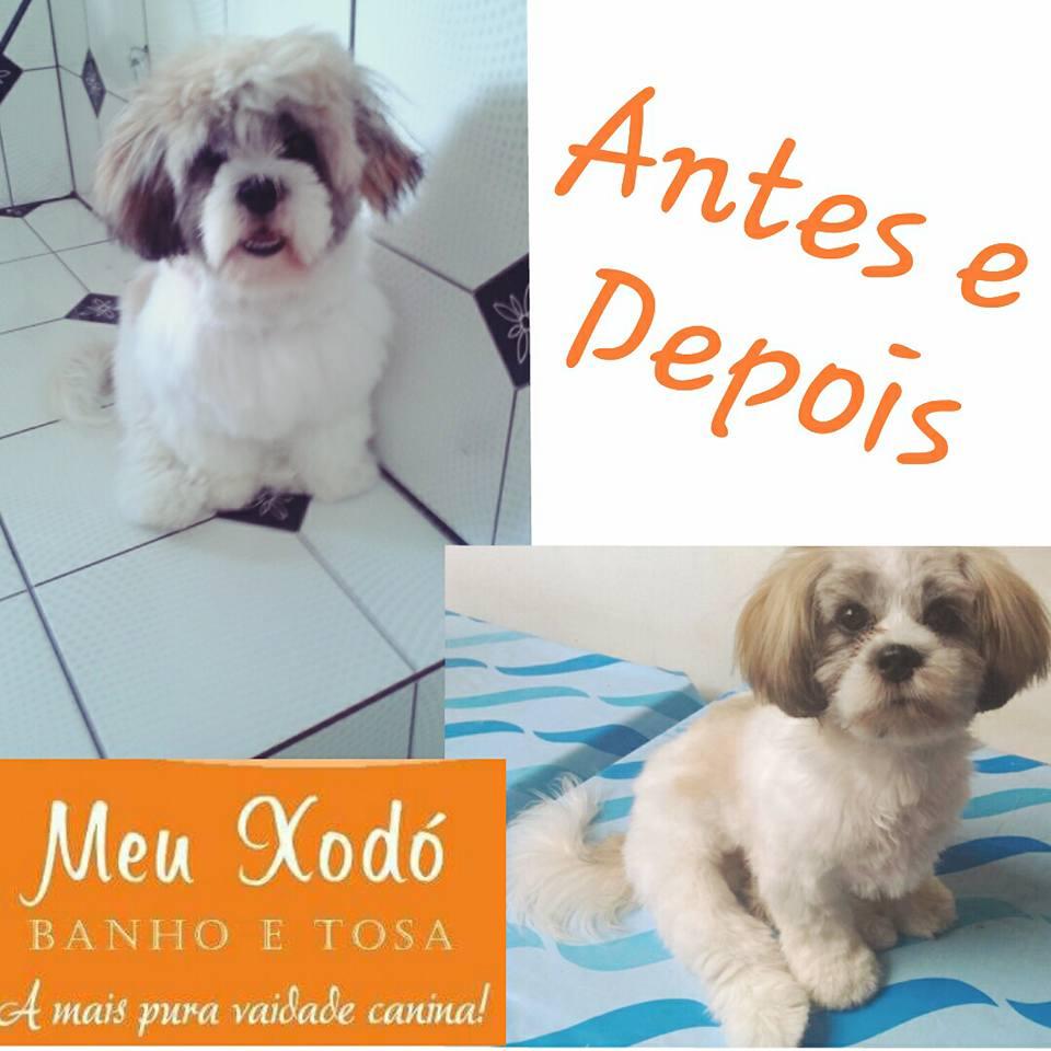 Meu Xodó Banho e Tosa - Foto 5