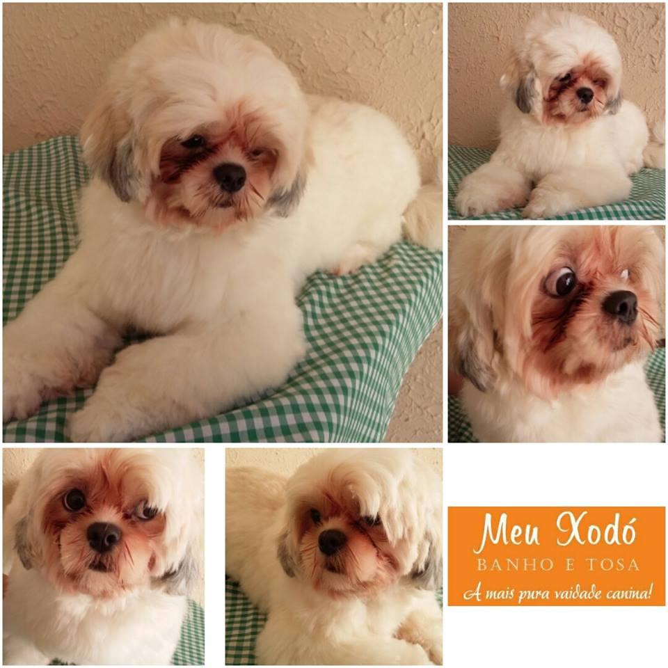 Meu Xodó Banho e Tosa - Foto 4