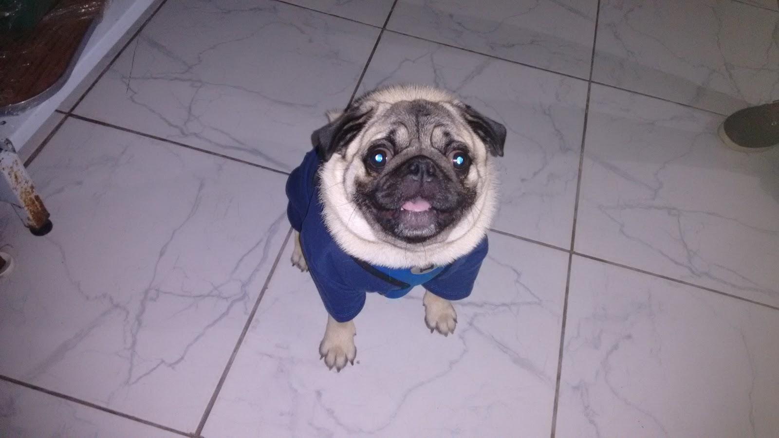 Amor de Bicho Veterinária - Foto 3