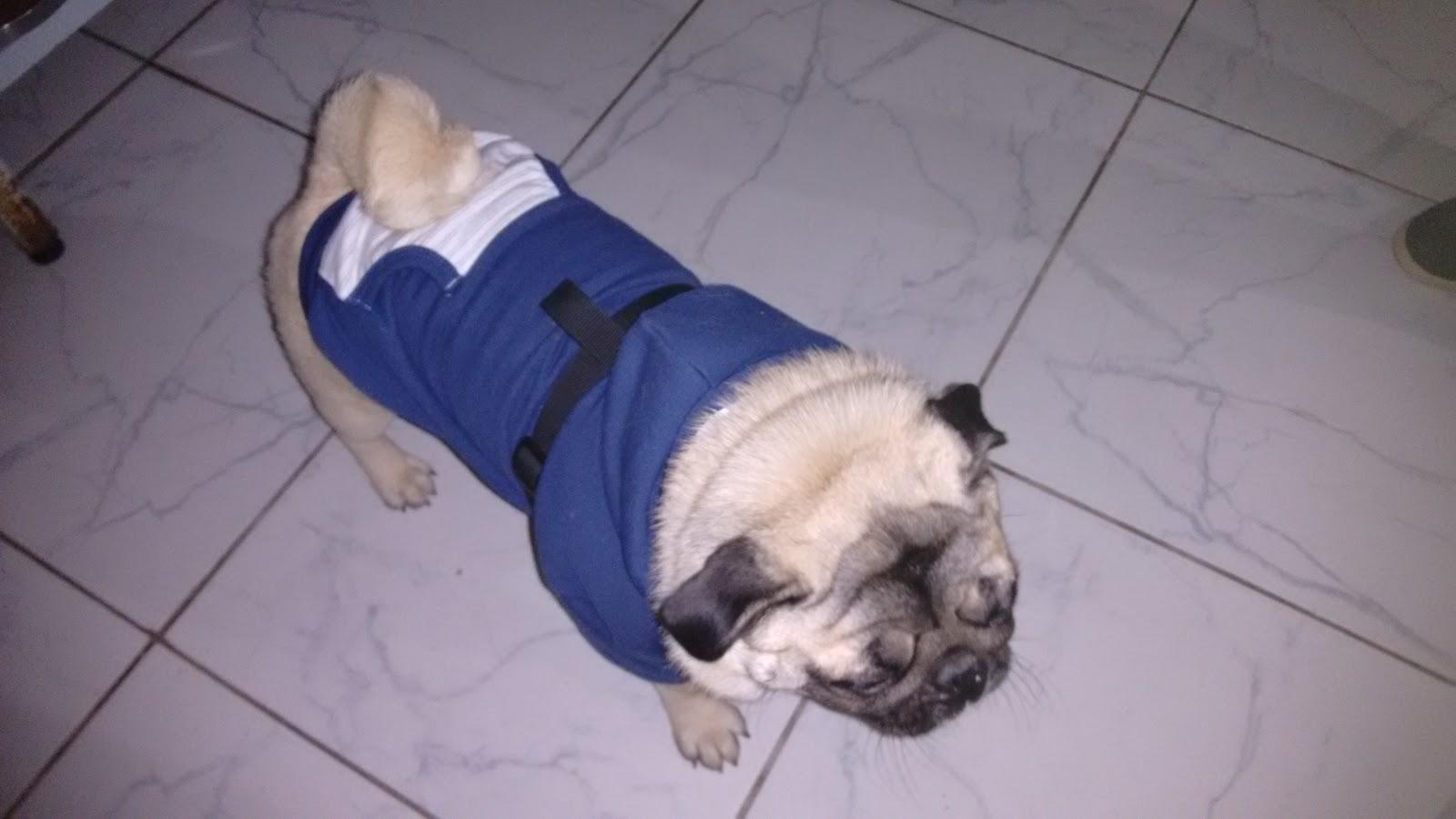 Amor de Bicho Veterinária - Foto 4