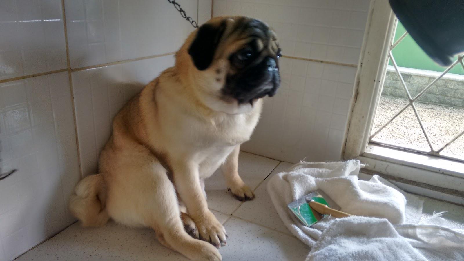 Amor de Bicho Veterinária - Foto 2