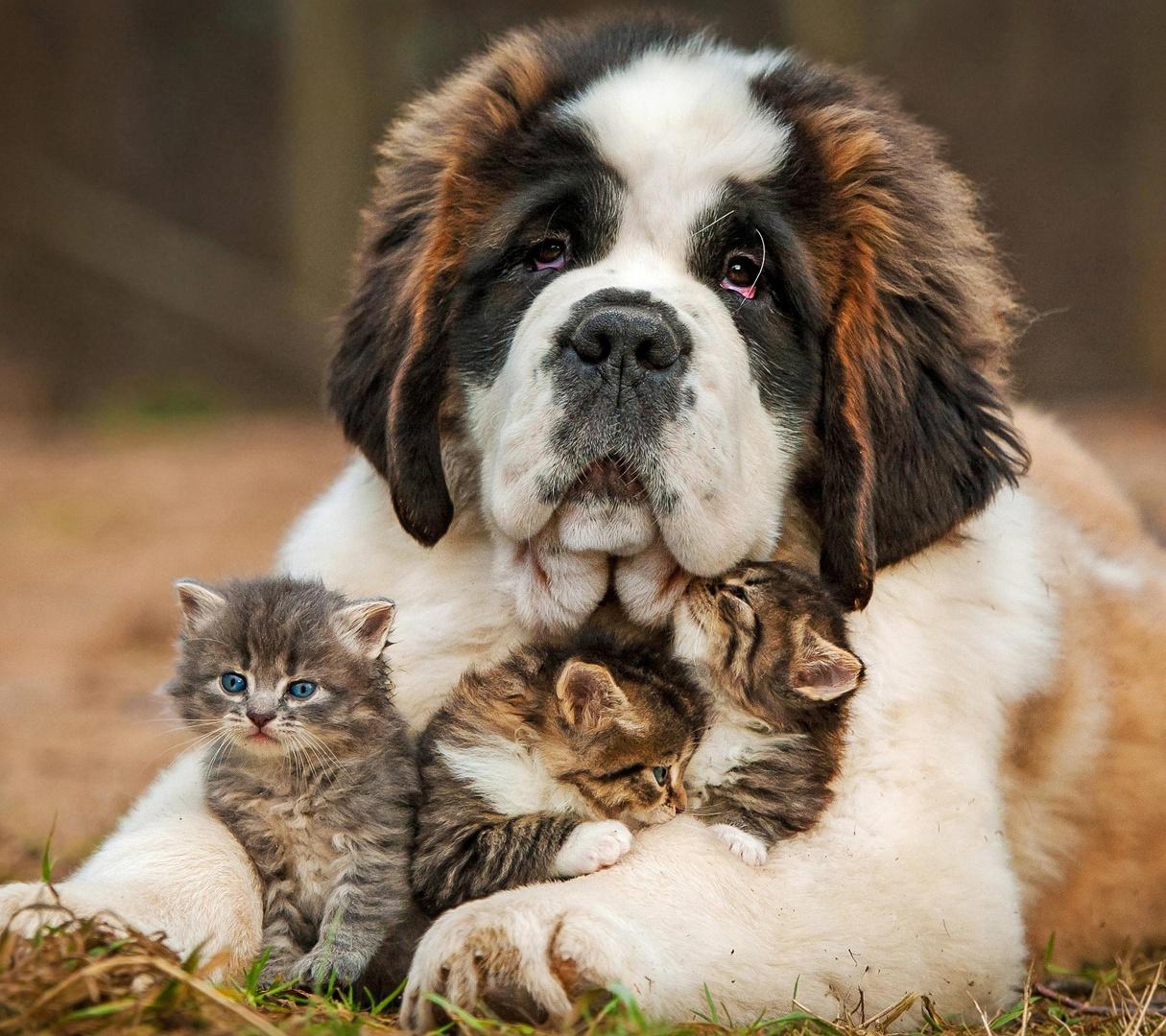 Pet Shop São Bernardo