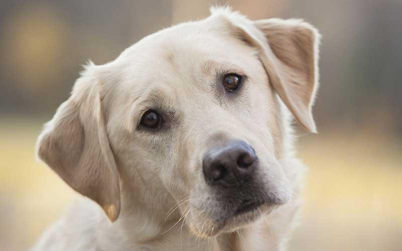 Pet Web Portal - Vendas de filhotes - Health for Pet