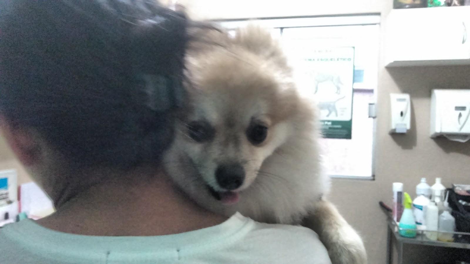 Dr.Farley Gomides Torres Veterinário