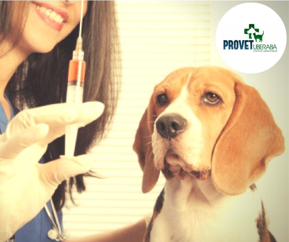 PROVET Uberaba