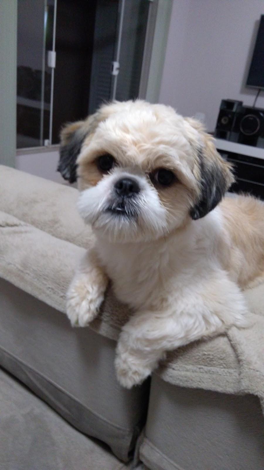 Pet's de Ouro - Foto 3