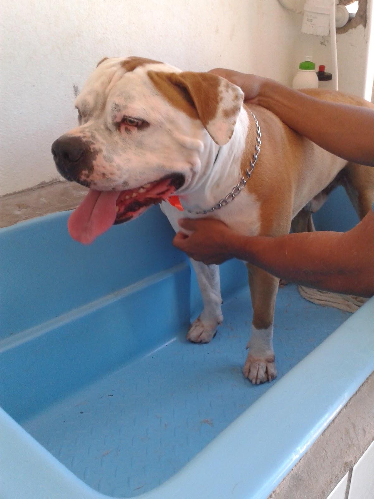 Pet's de Ouro - Foto 5