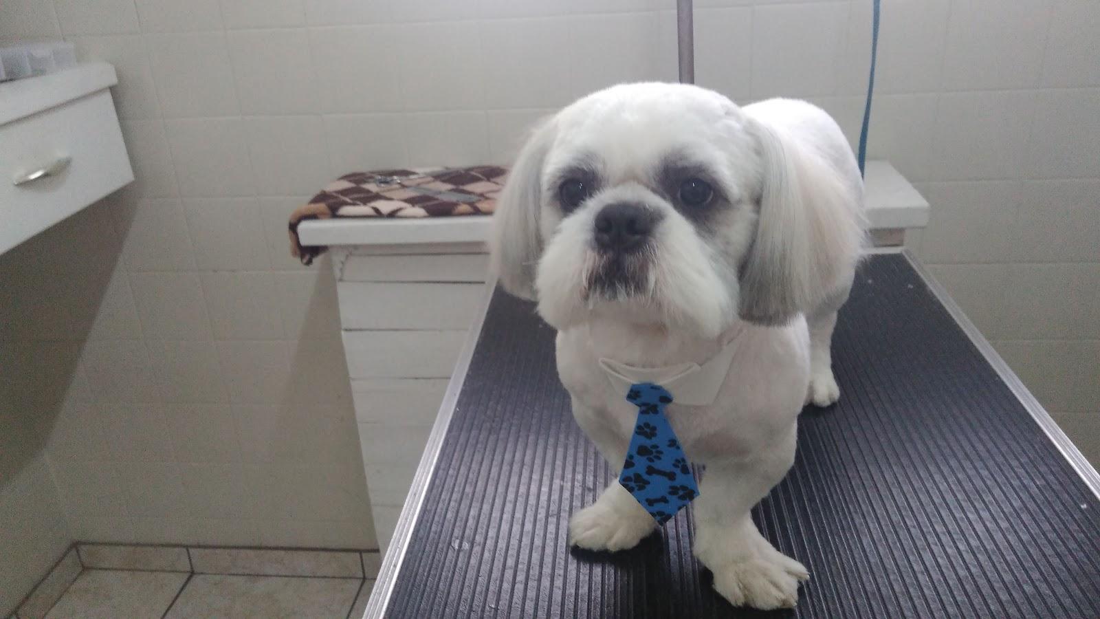 Clinicão - Medicina Saude e Estética Animal