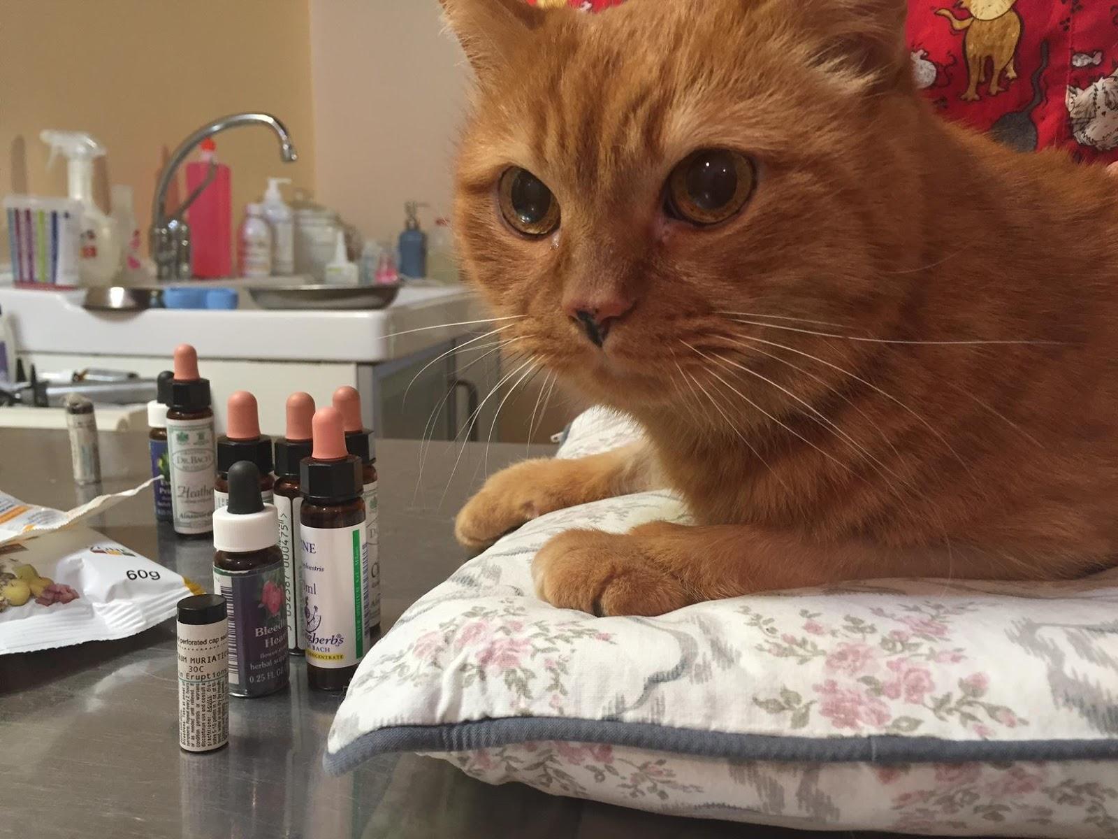 Centro olistico veterinario Laura Cutullo - Naturaliter