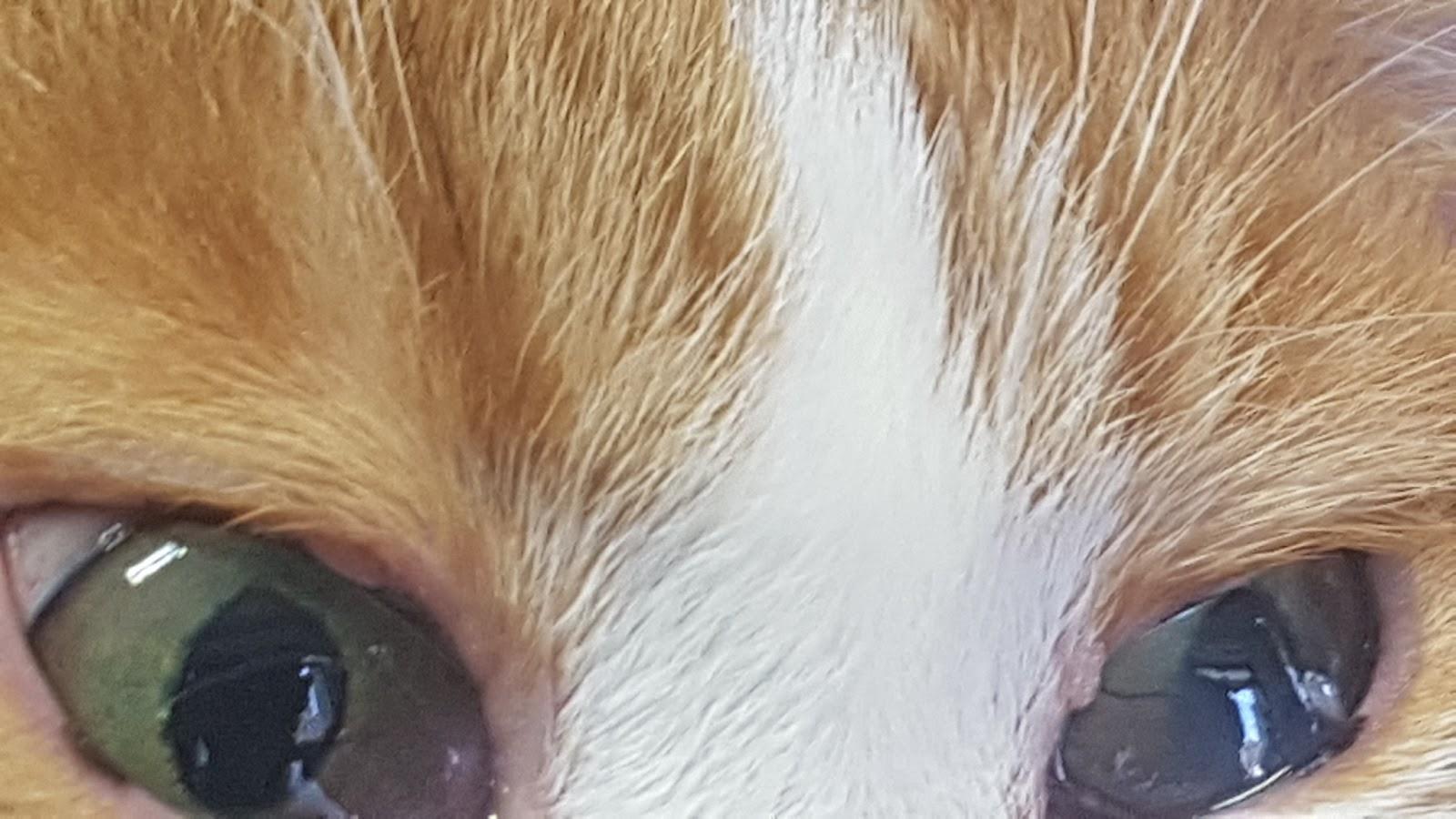 Ambulatorio Veterinario Dr. Roberto Valentini