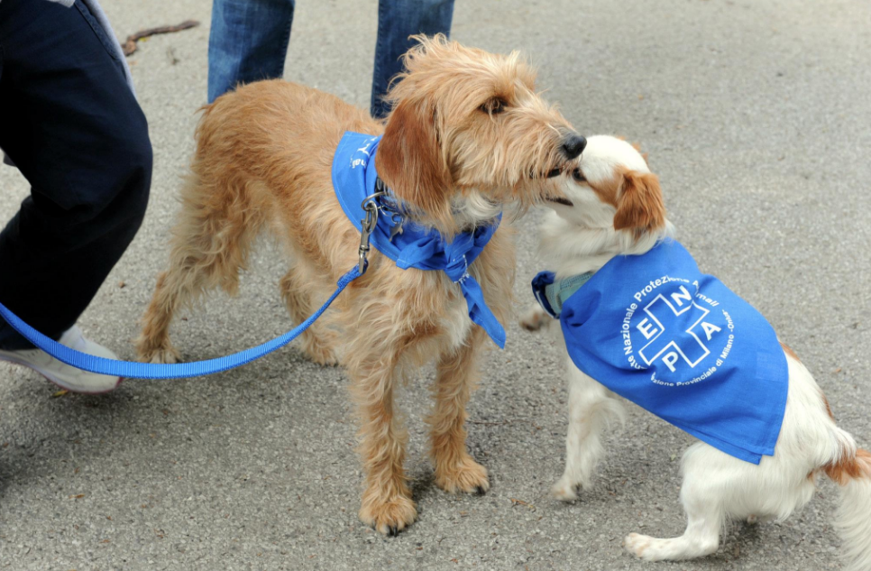 Clinica Veterinaria ENPA