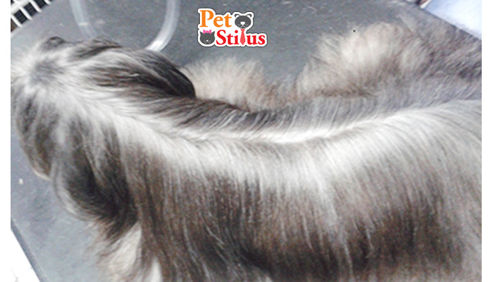 PET STILUS - Foto 4